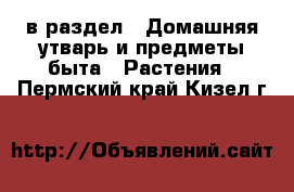  в раздел : Домашняя утварь и предметы быта » Растения . Пермский край,Кизел г.